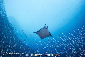 Mobula ray by Tracey Jennings 